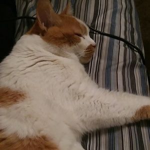 Meet your Posher, Alice